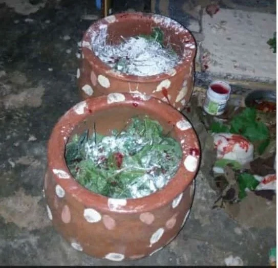 Canaris de plantes préparés pour un bain de purification